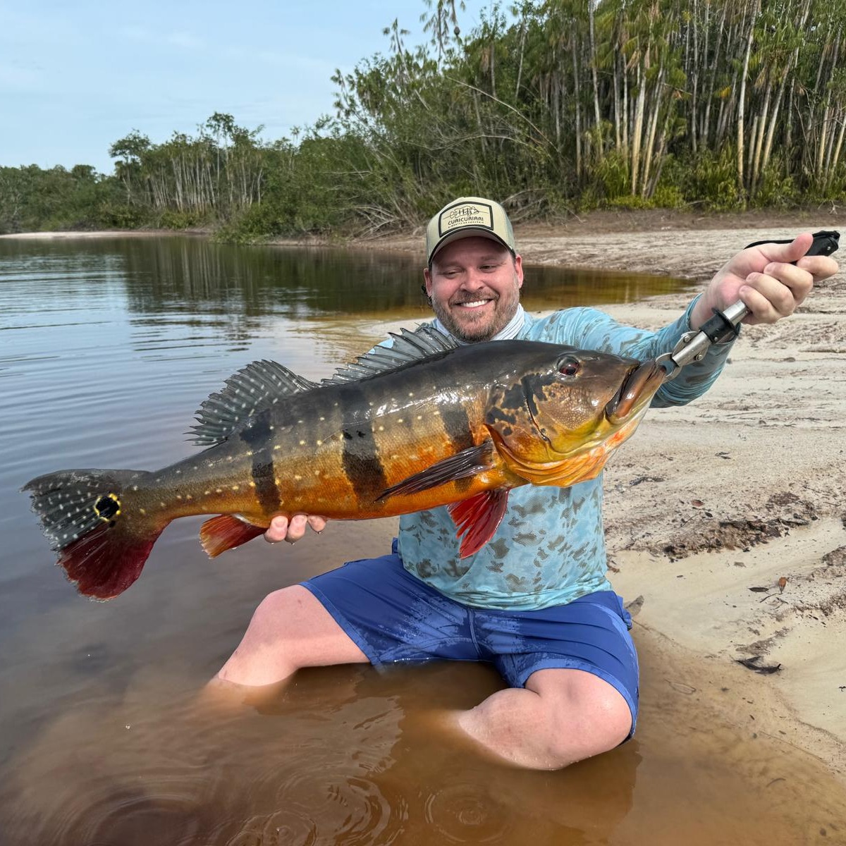 Big peacock bass