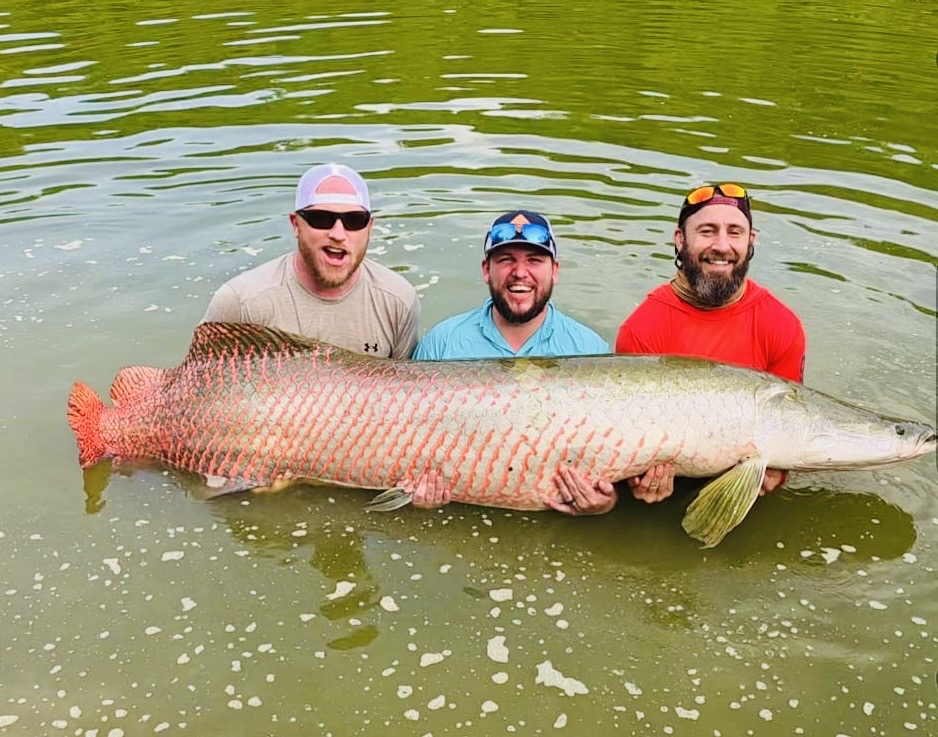 Arapaima