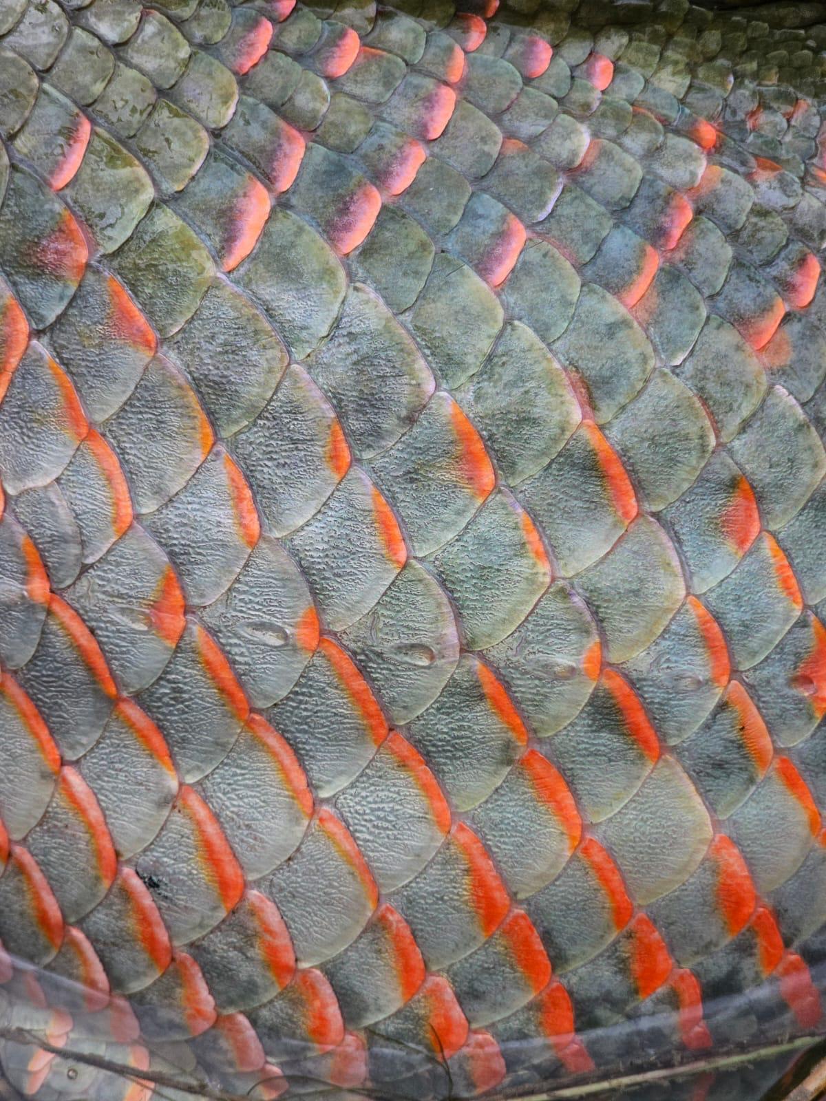 Arapaima Fish Scales