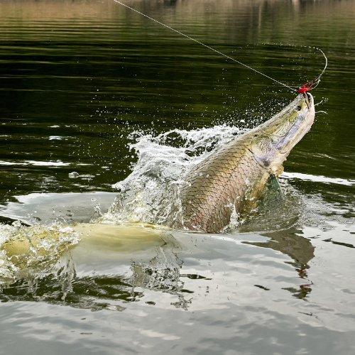 Amazon Monster Fishing