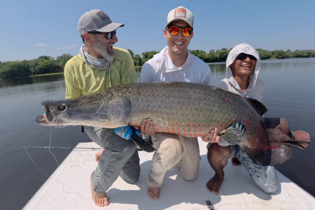 Arapiaima Fishing at the Pirarucu Lodge