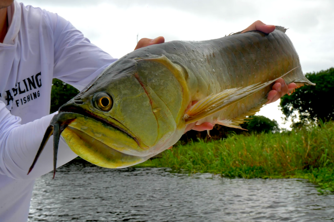 Mamirauá Reserve Fishing