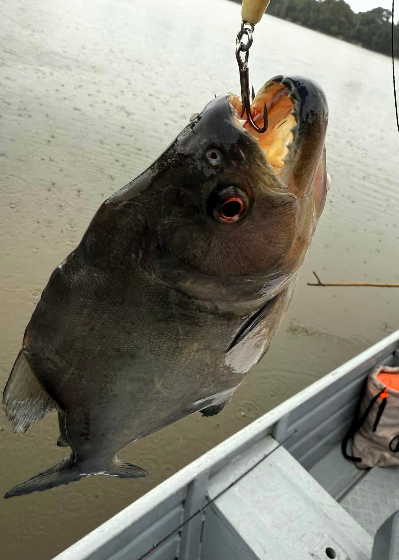 Piranha
