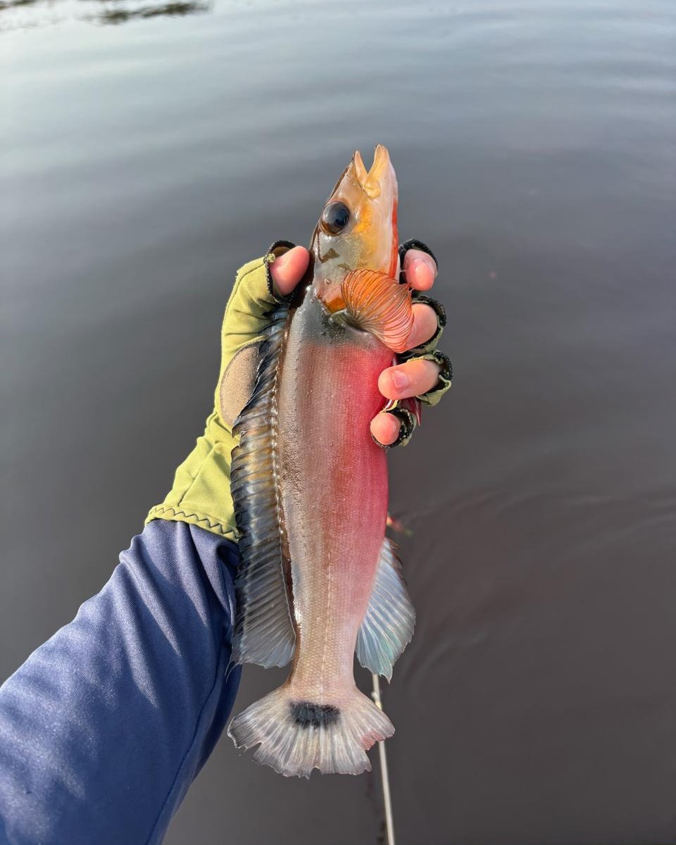 Jacundá fishing with Acute Angling