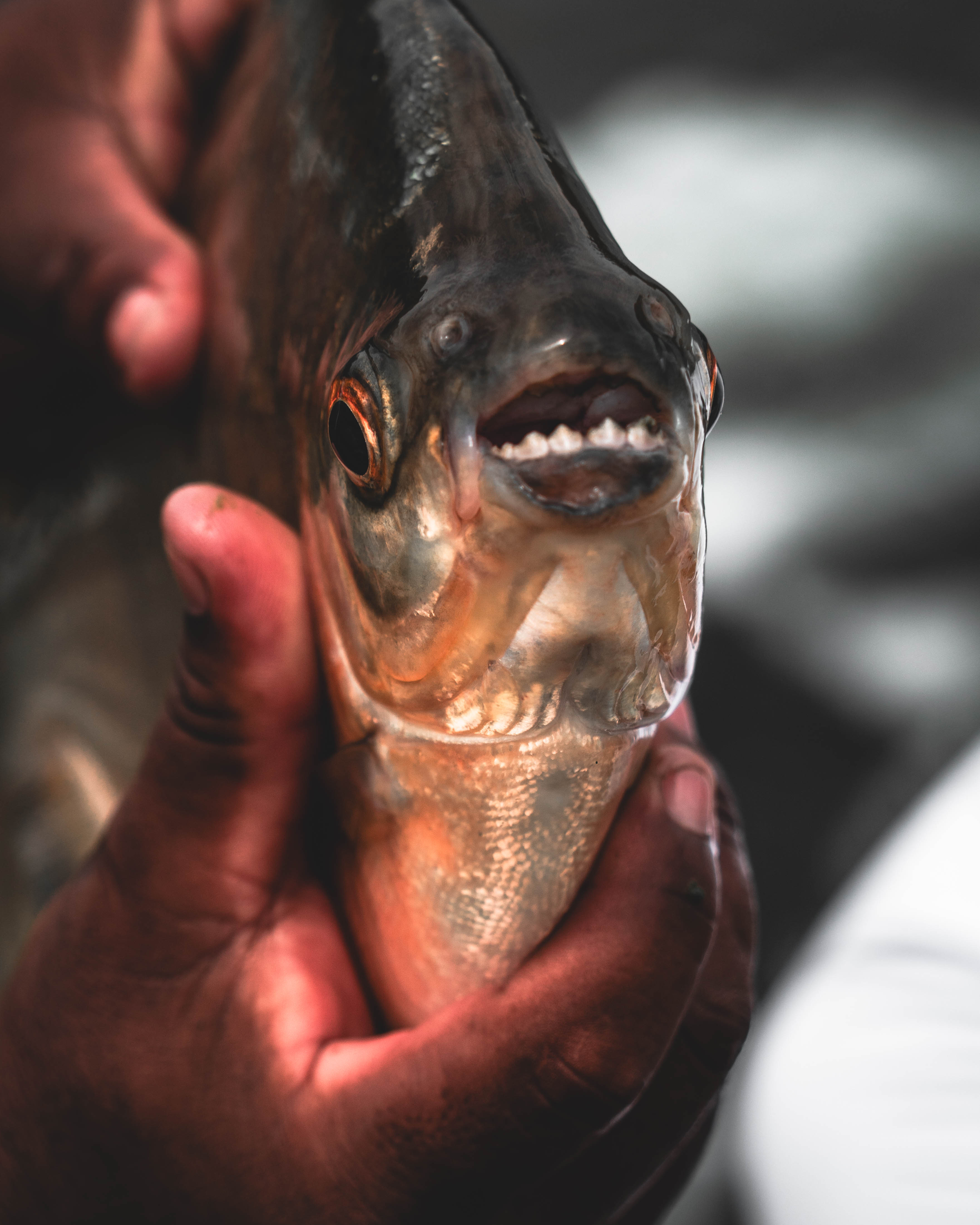 pacu
