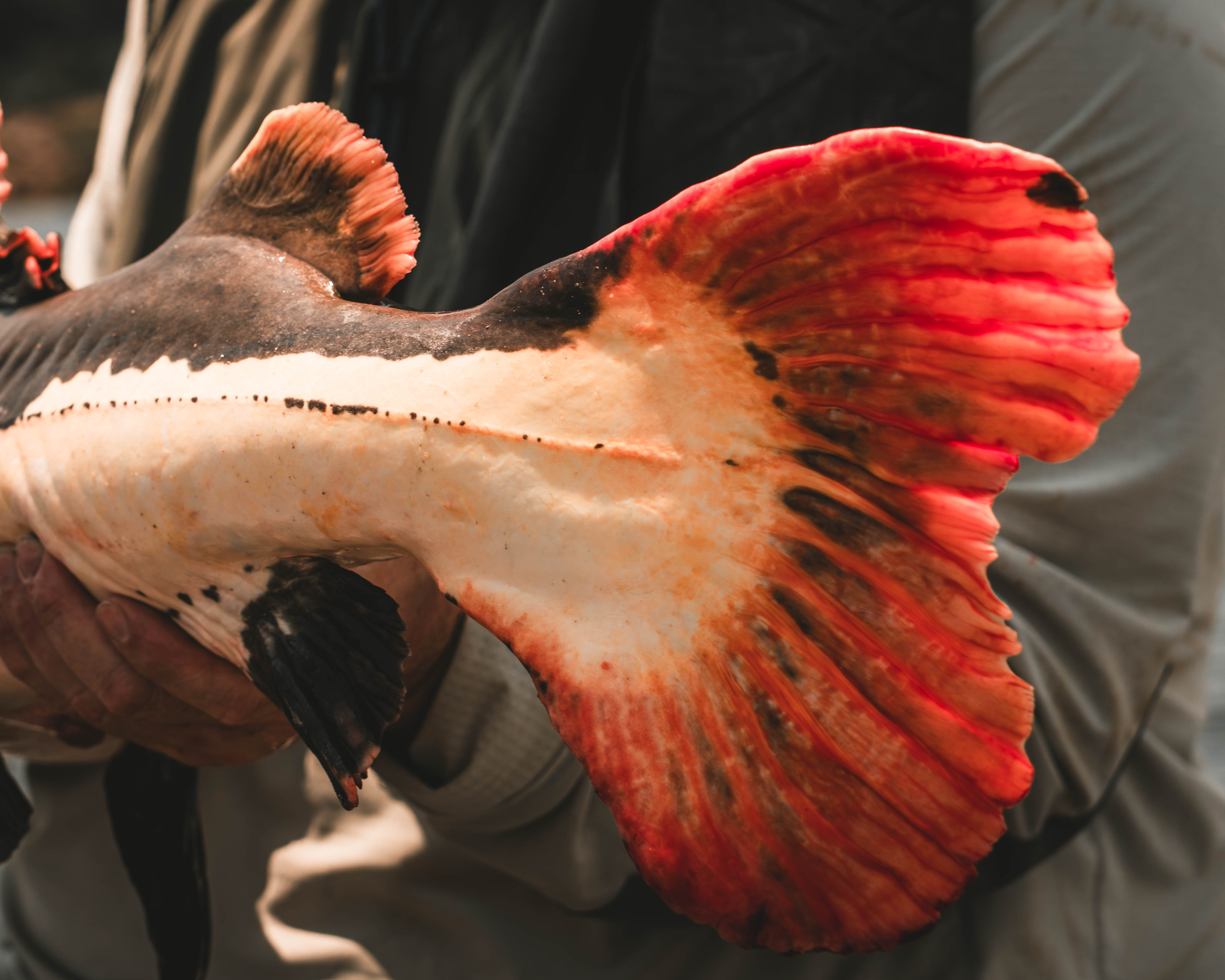 red tail catfish tail