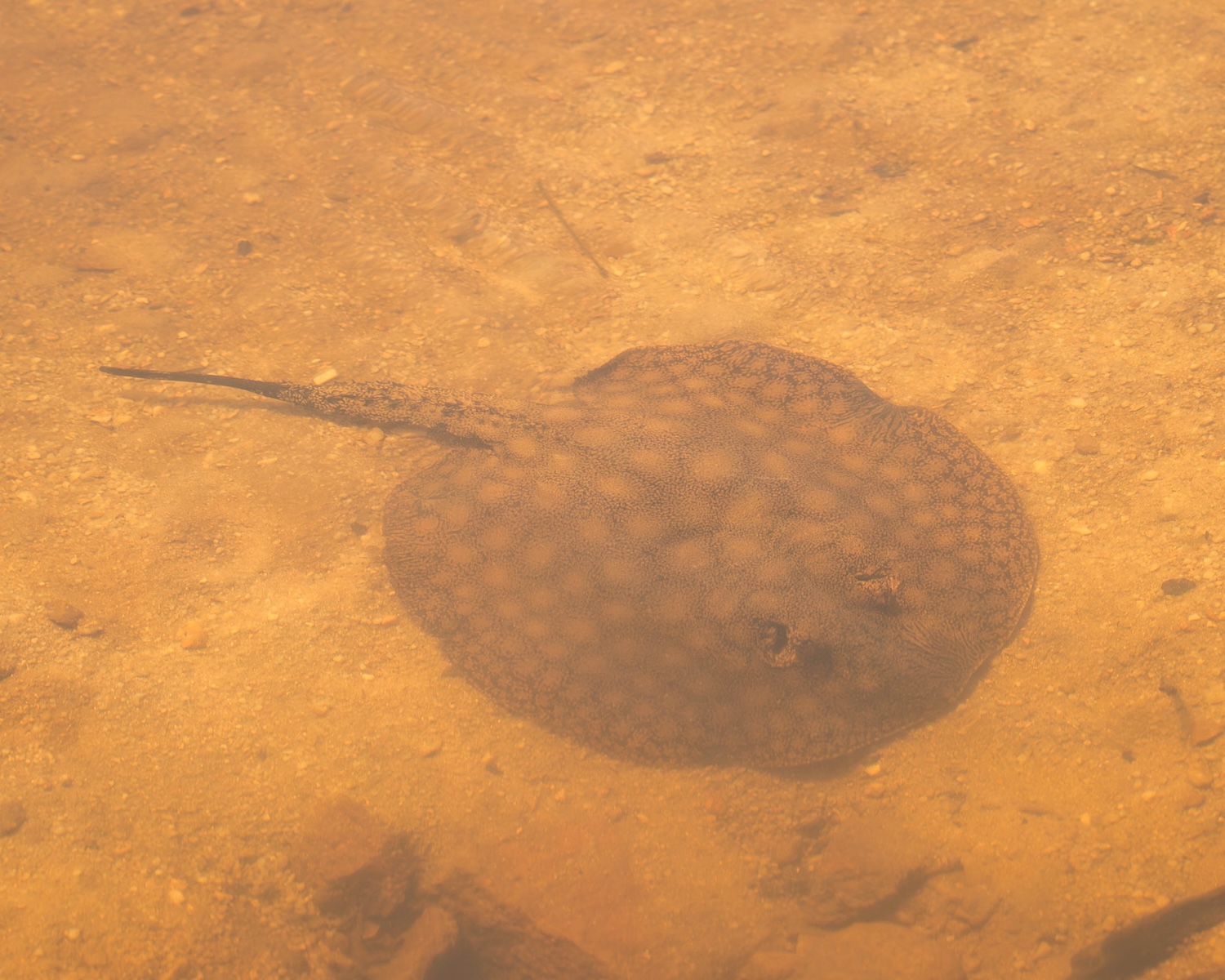 freshwater stingray