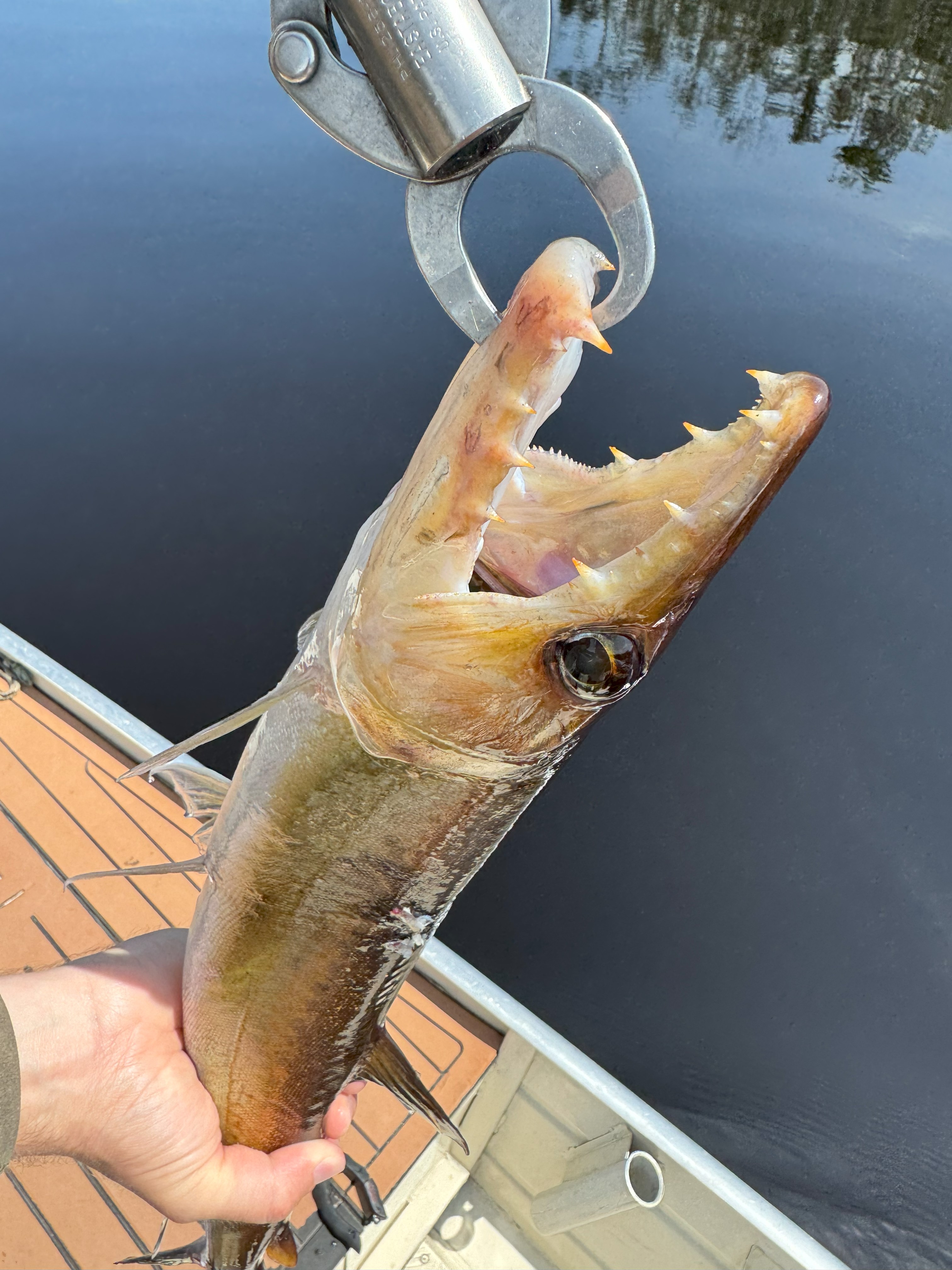 dogfish
