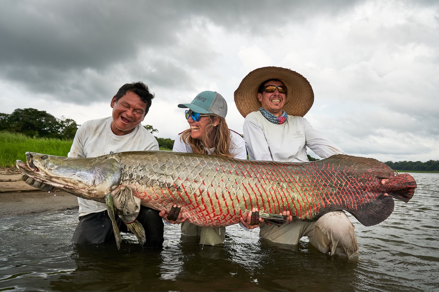 arapaima
