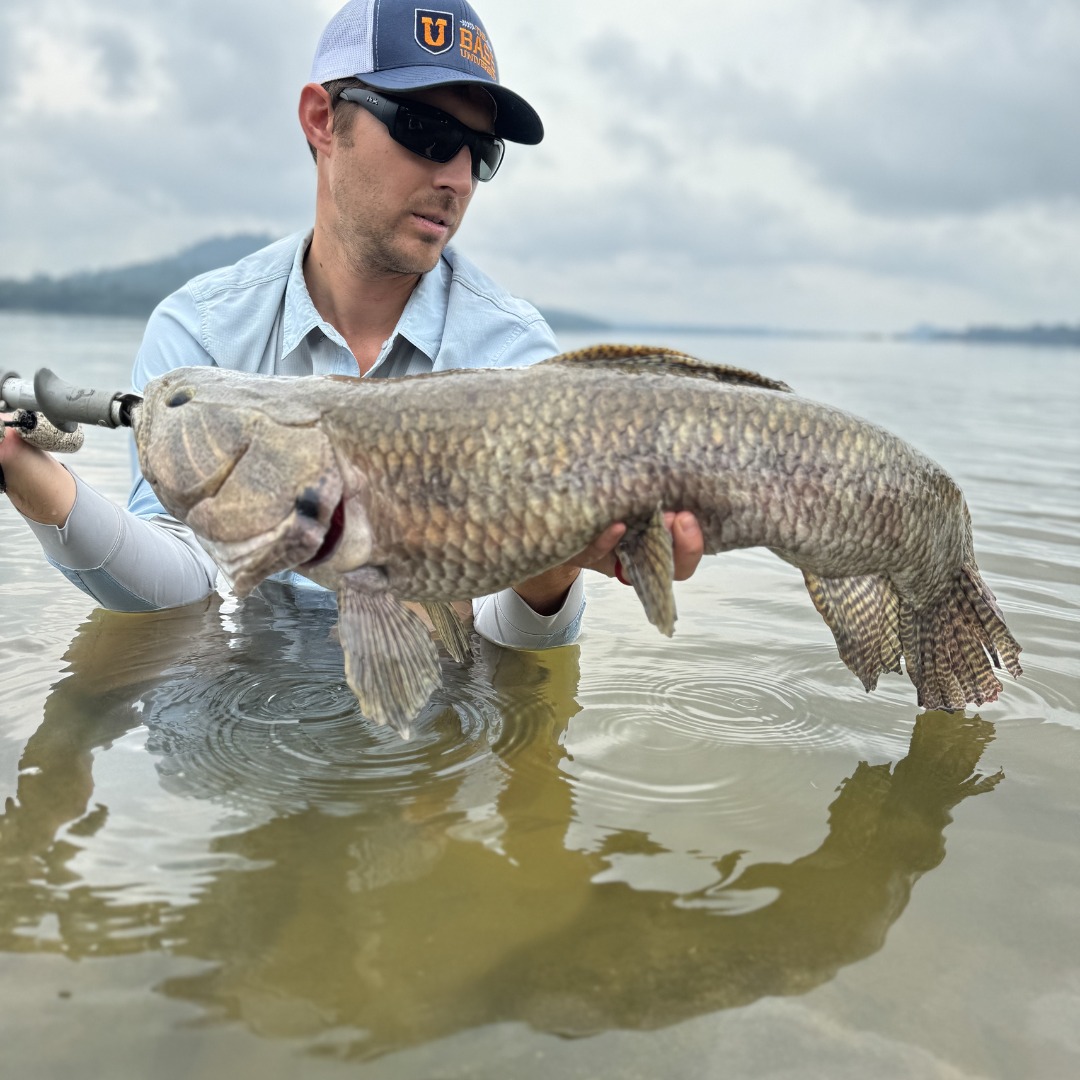 wolffish