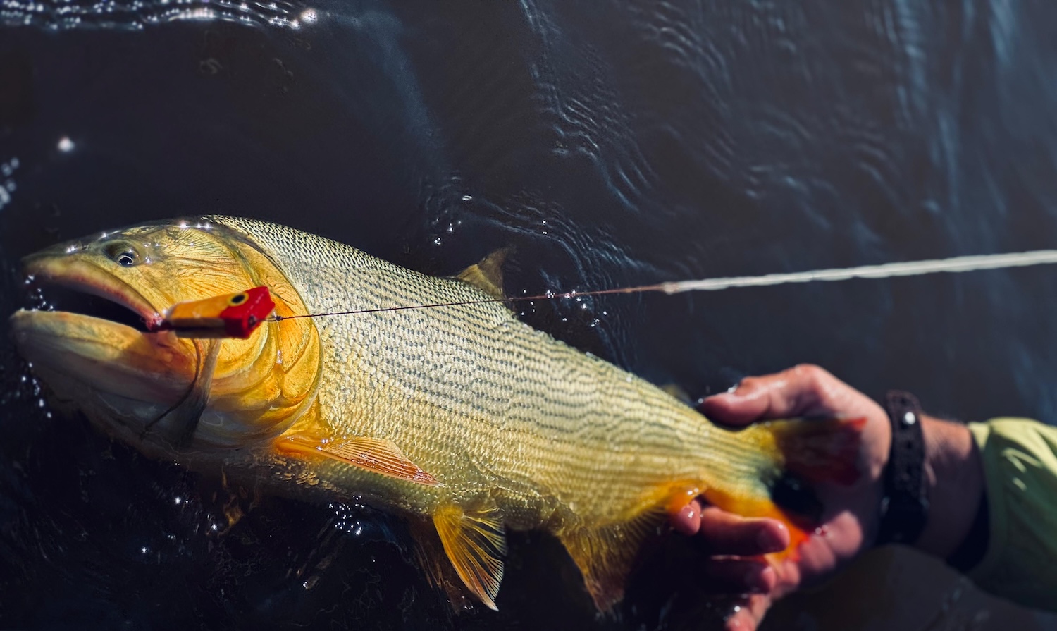 golden dorado