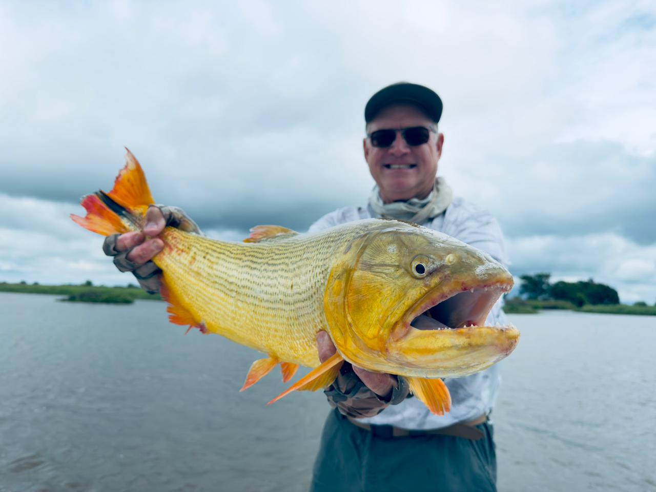 golden dorado fishing