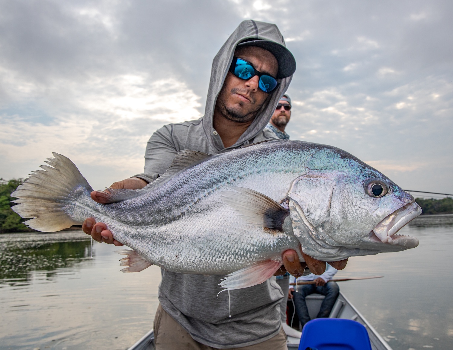 silver drum fish