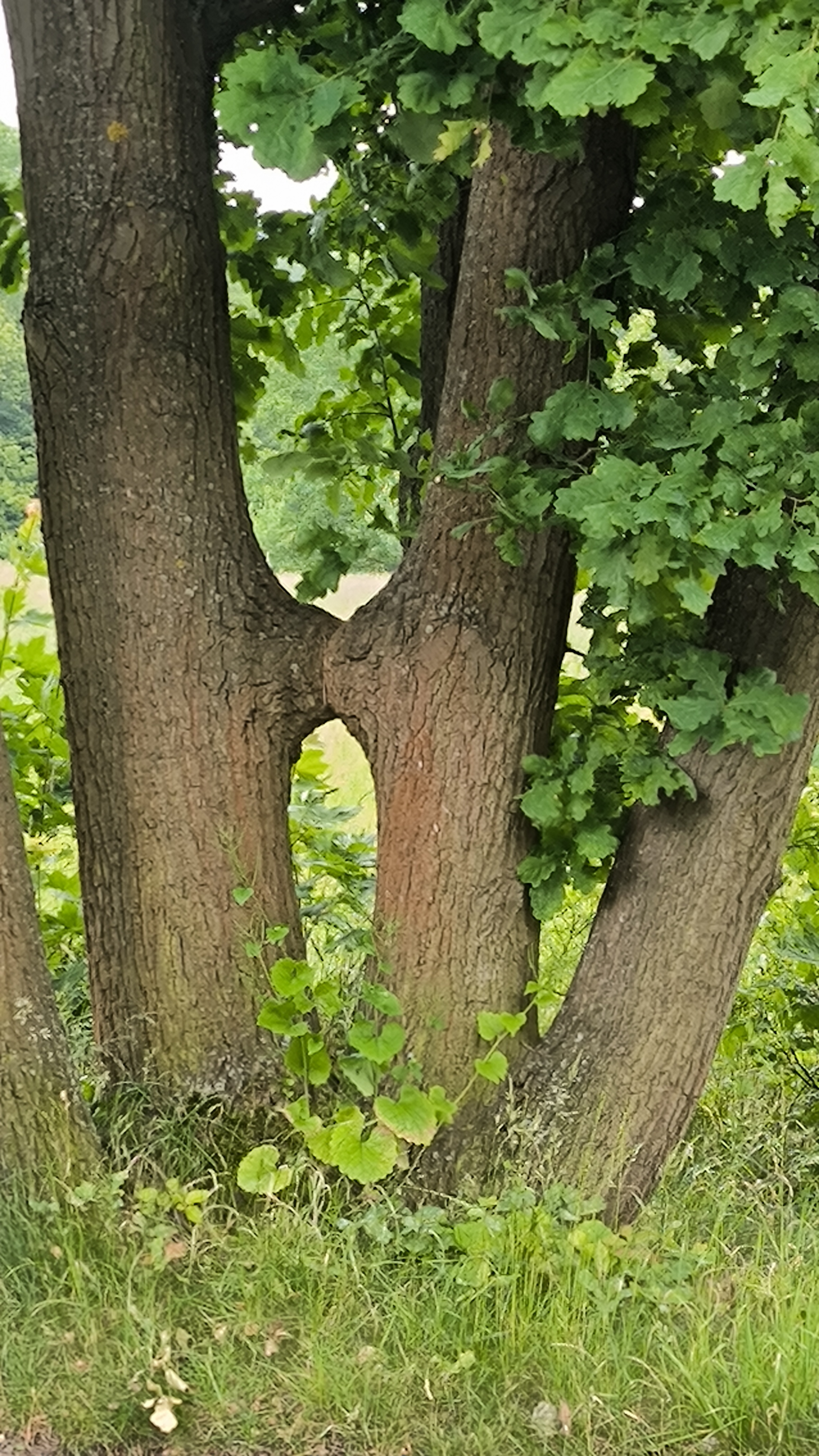 Baum-Begegnung Baum-Begegnung