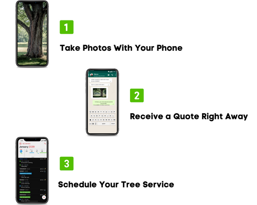 three steps for getting tree service in pasadena