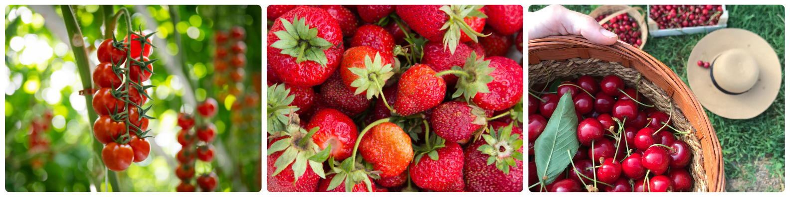 A selection of red fruits and vegetables A selection of red fruits and vegetables