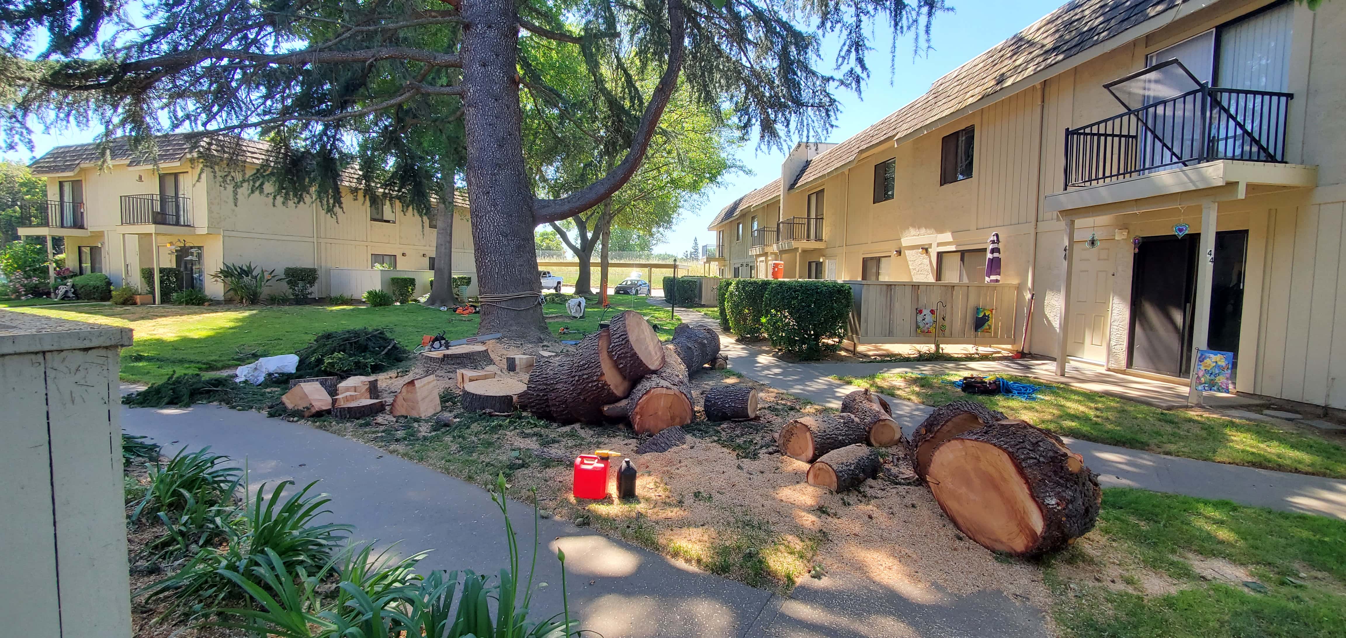 NorCal Affordable Tree Service crew removing a large oak in a North Highlands backyard