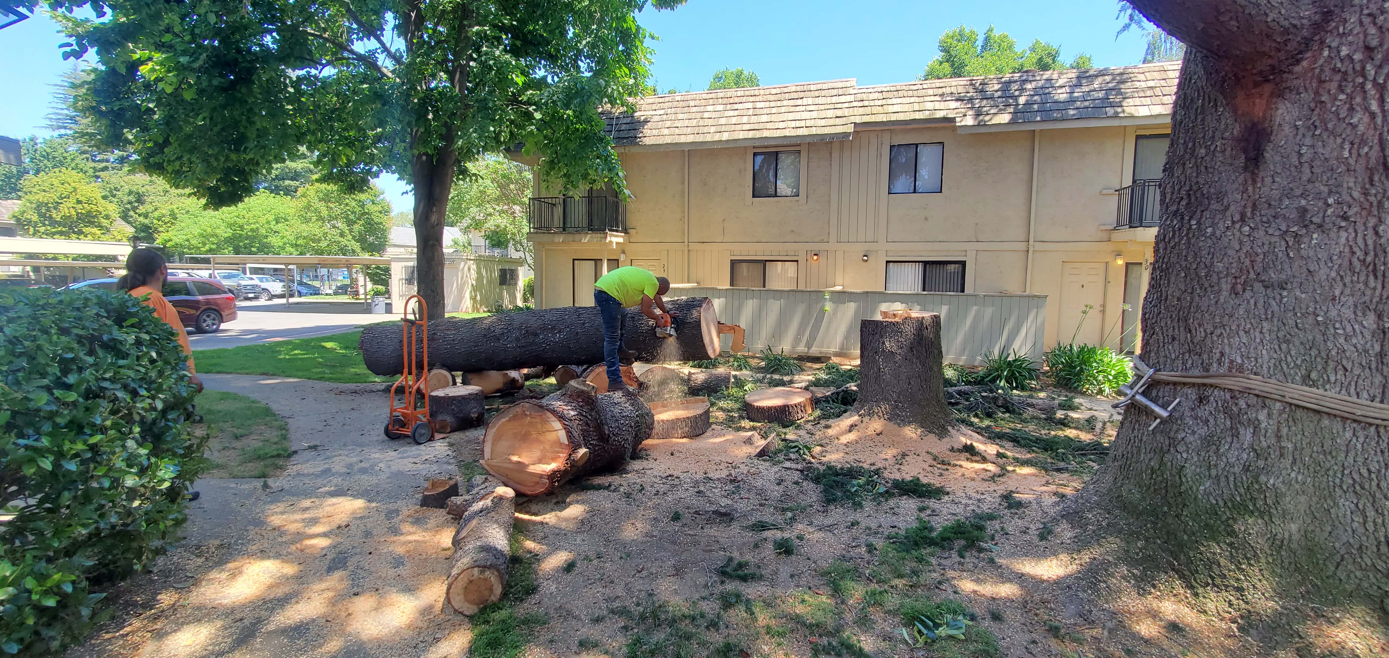 Tree trimming and canopy reduction over a Sacramento-area suburban home
