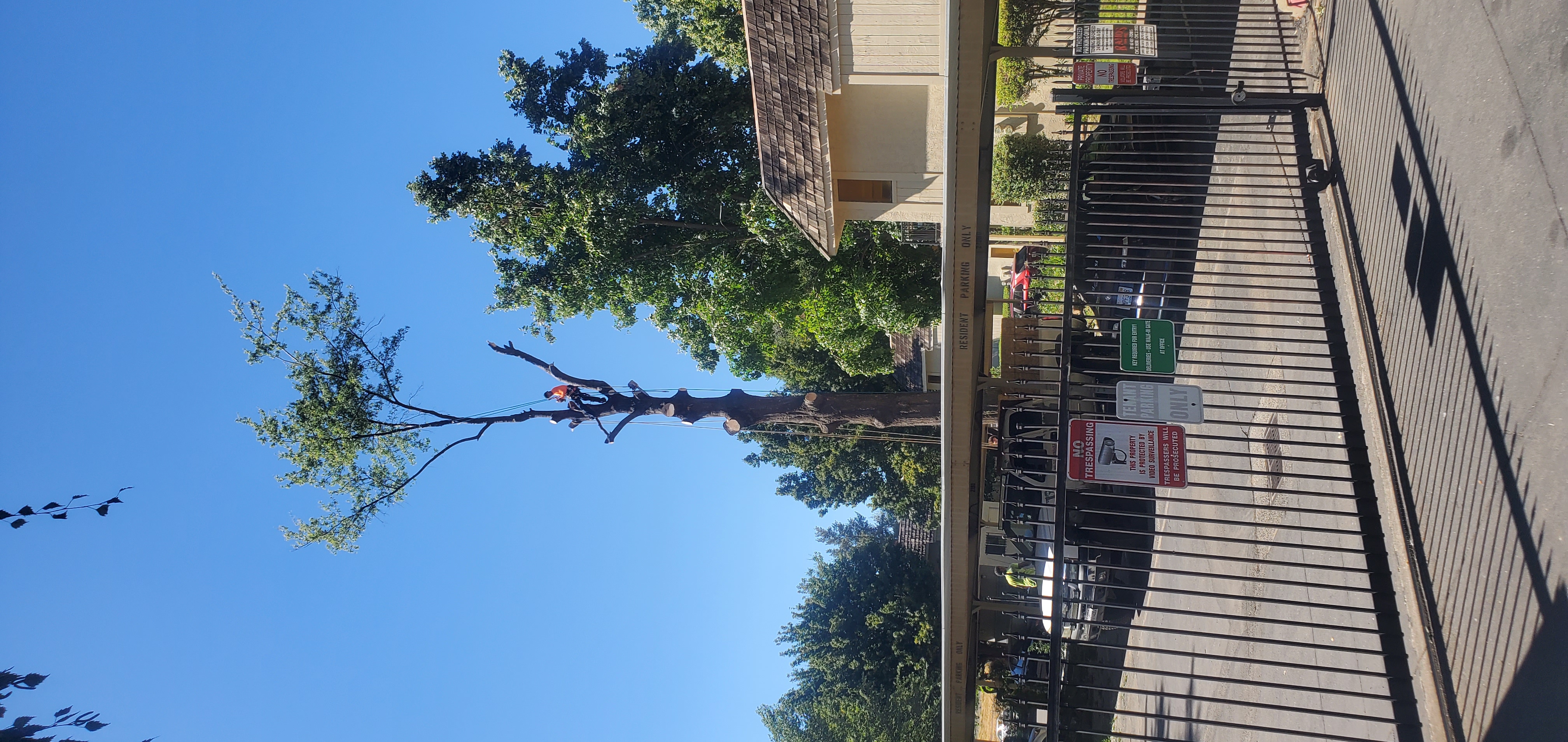 Bucket-truck tree work near power lines in a greater Sacramento neighborhood