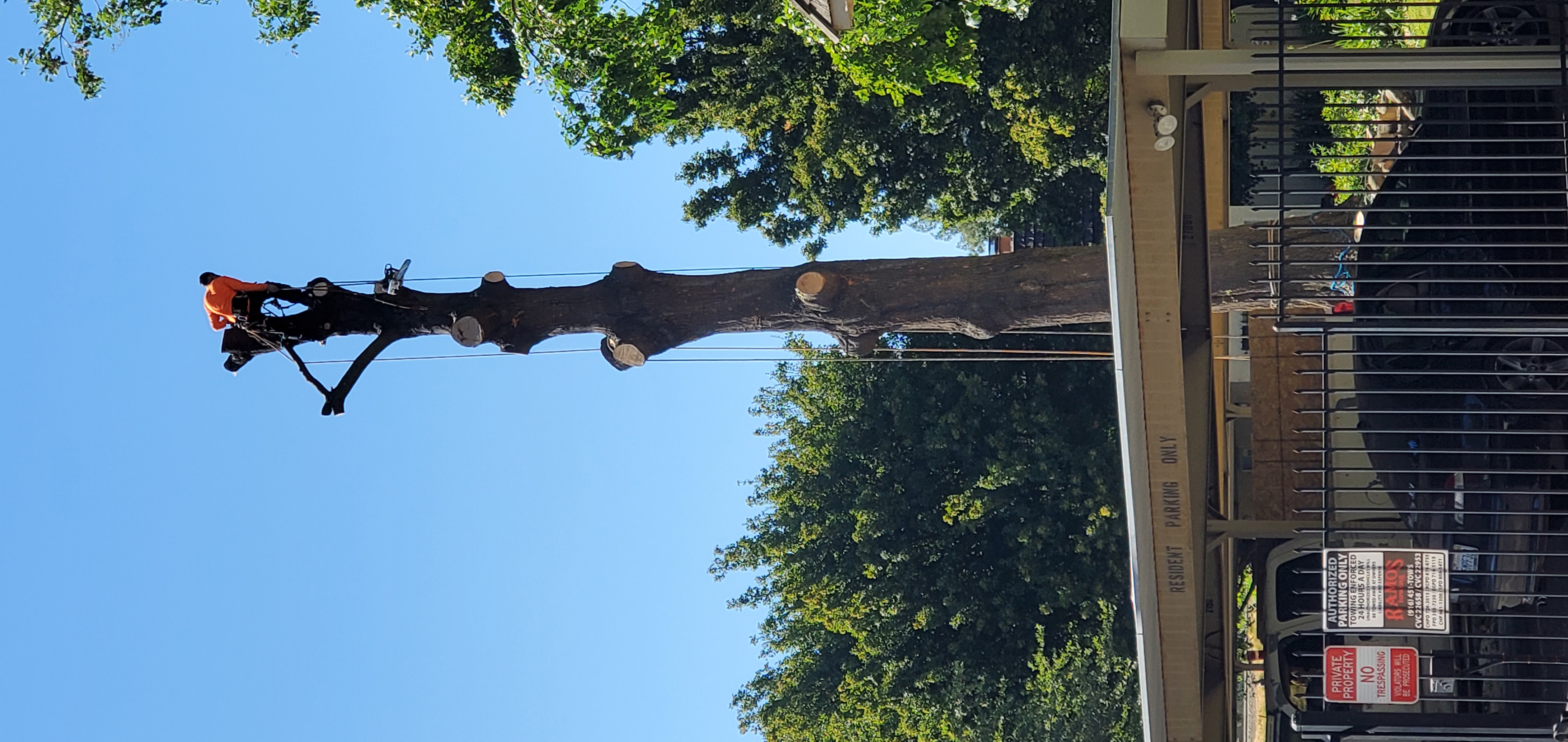 Family tree-care crew rigging a hazardous limb over a driveway
