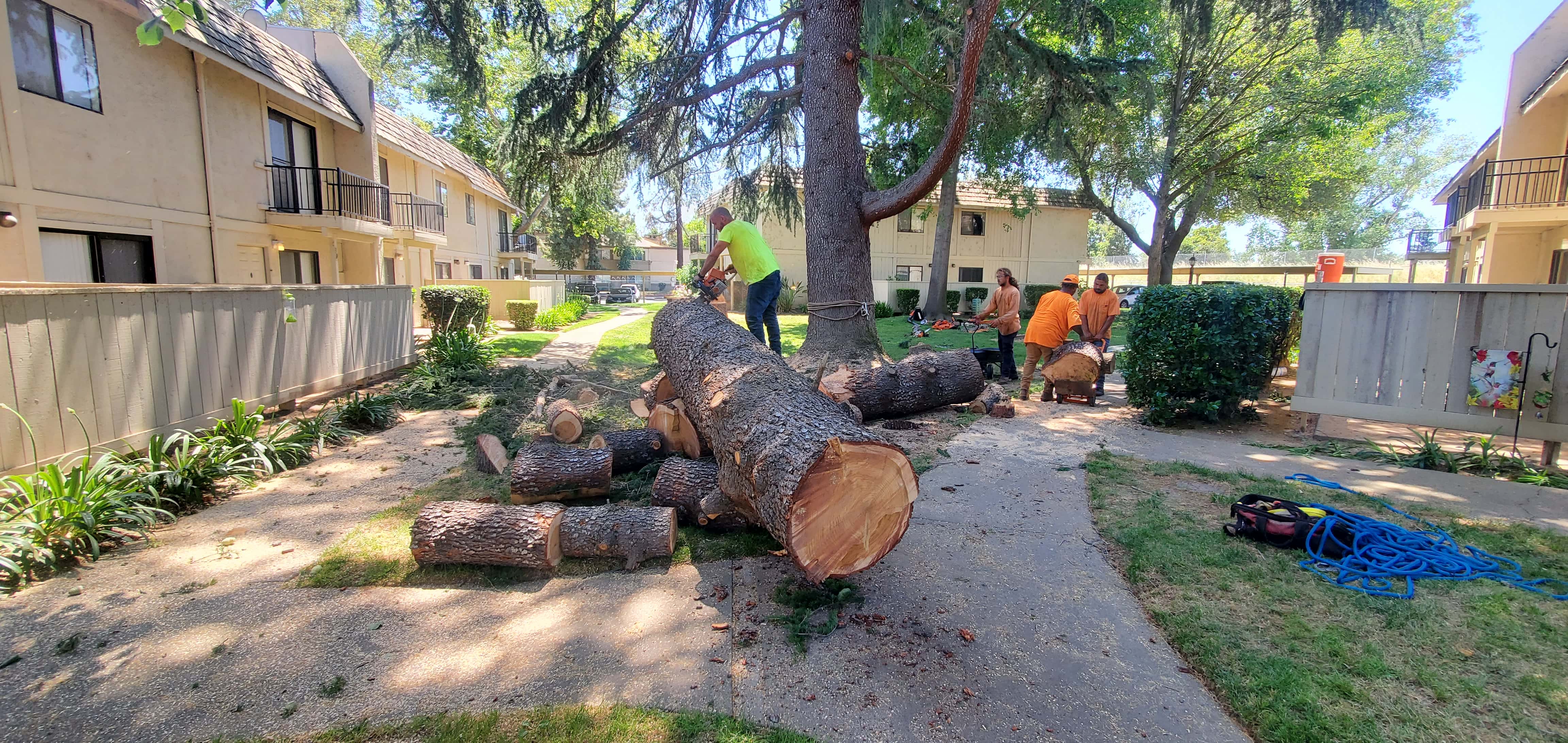 Chipped brush and hauled green waste after a tree removal job