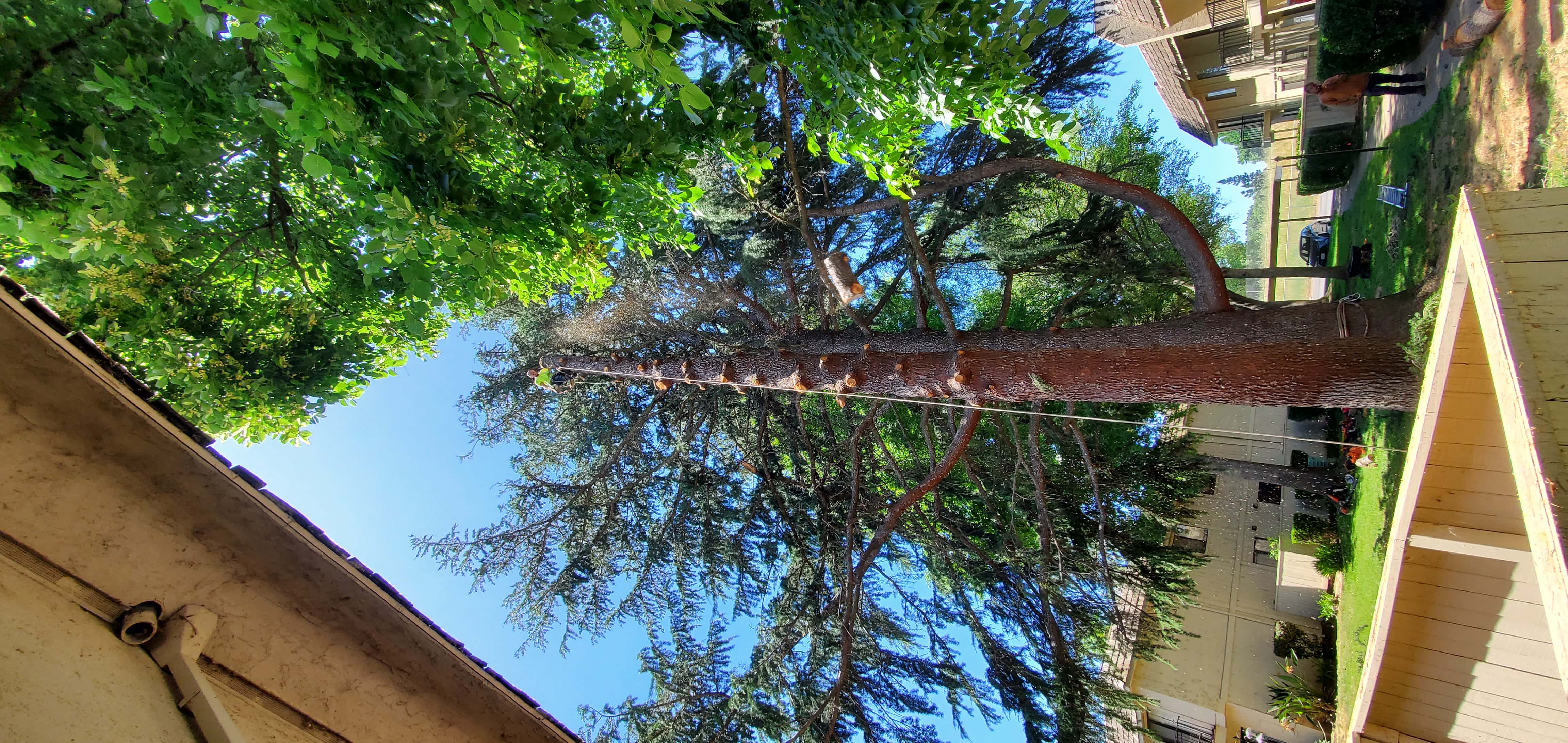 Storm-damaged tree secured and removed by the NorCal Affordable crew