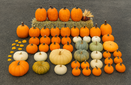 The Joyous Harvest cascading down a set of front steps
