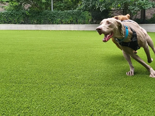 A tan Weimaraner dog with a blue collar enthusiastically running across vibrant green artificial turf with its mouth open.