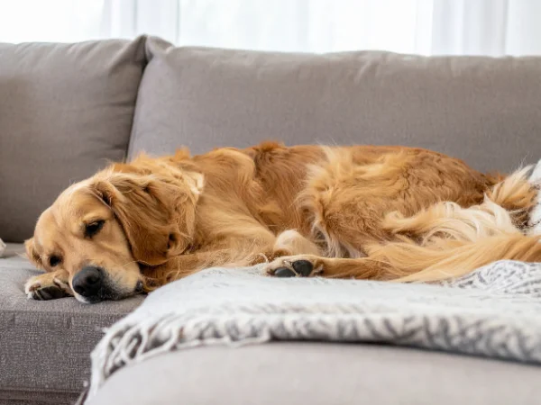 A golden retriever dog lies napping peacefully on a gray sofa with a cozy patterned blanket.
