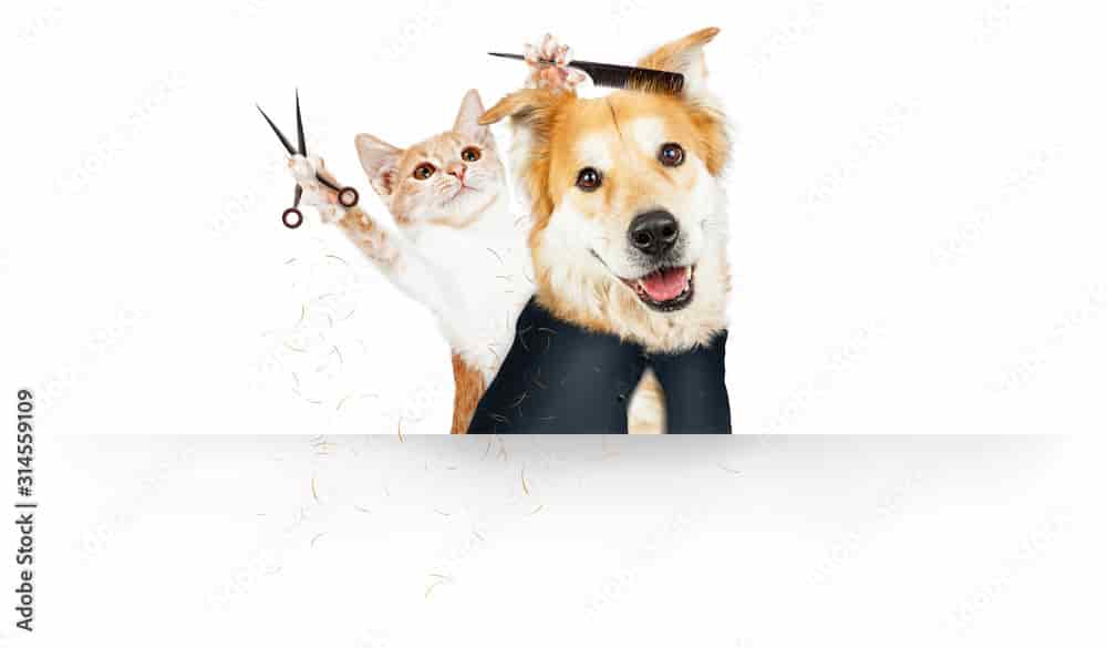 Best Friend Pet Grooming Omaha NE We Provide Pet Grooming Services