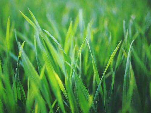 Lawn Maintenance in Lethbridge