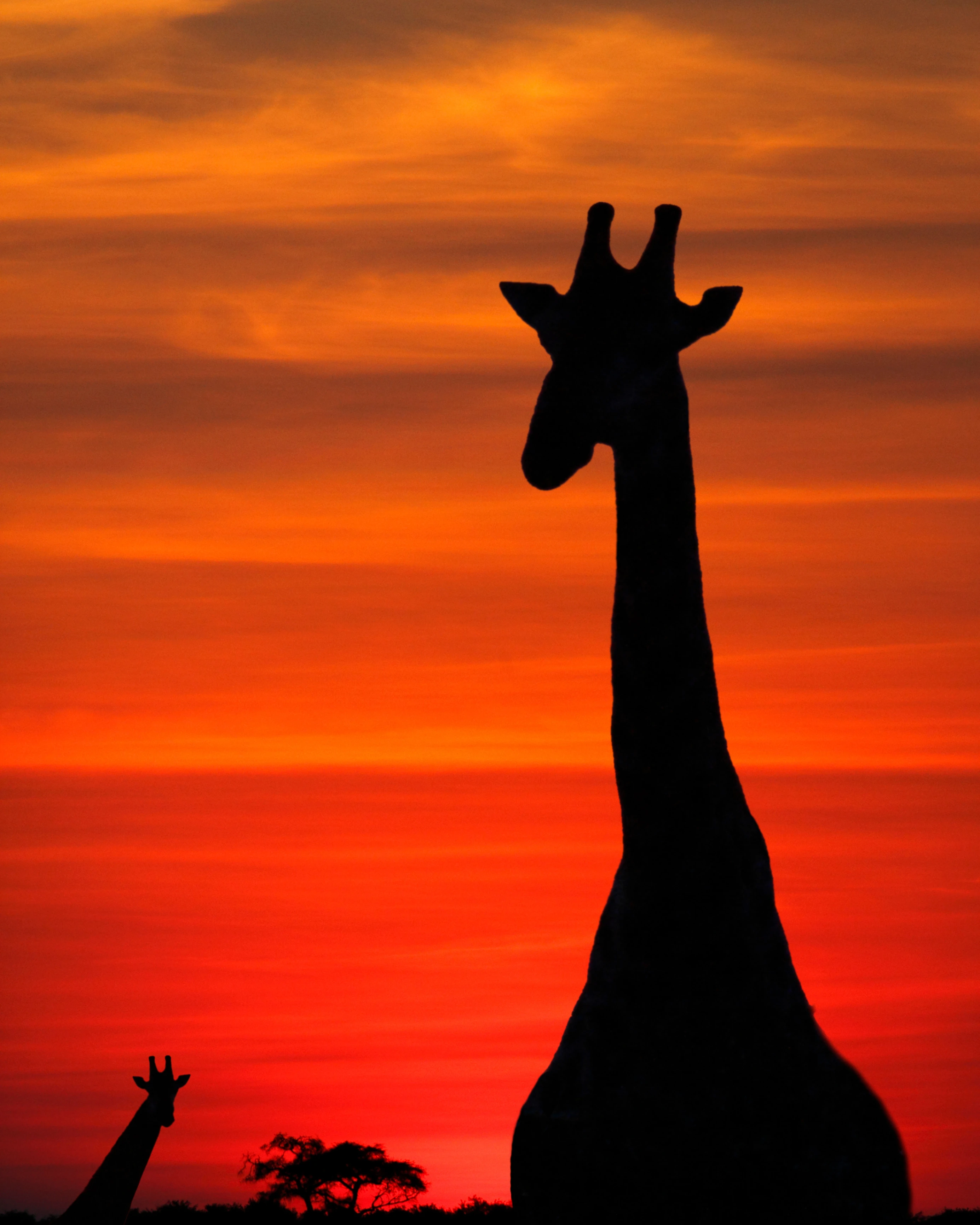 Luxury travel to Africa — TIJT