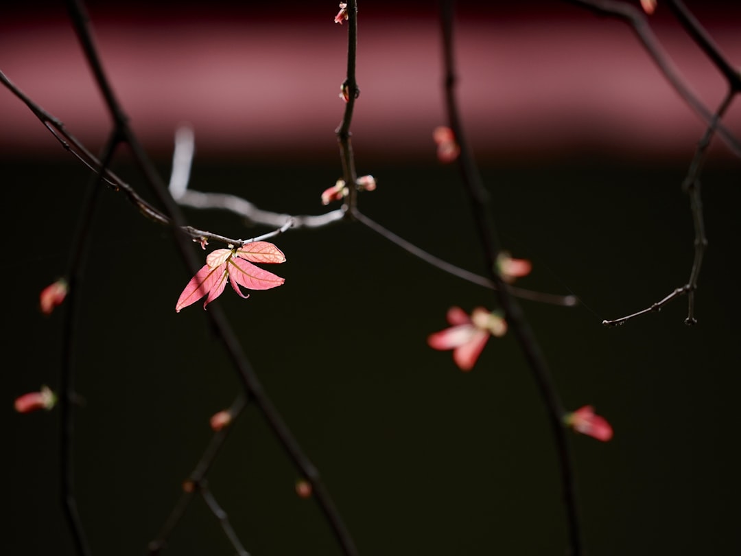 buds on branches buds on branches