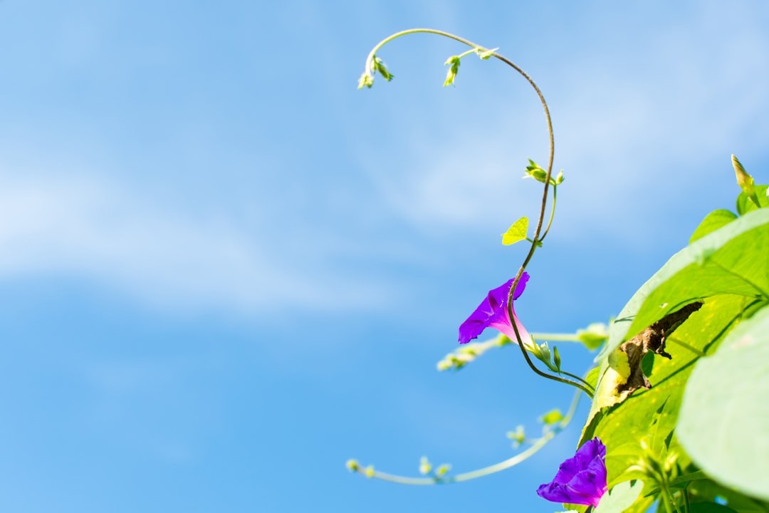 flower-with-vine-growing-forward