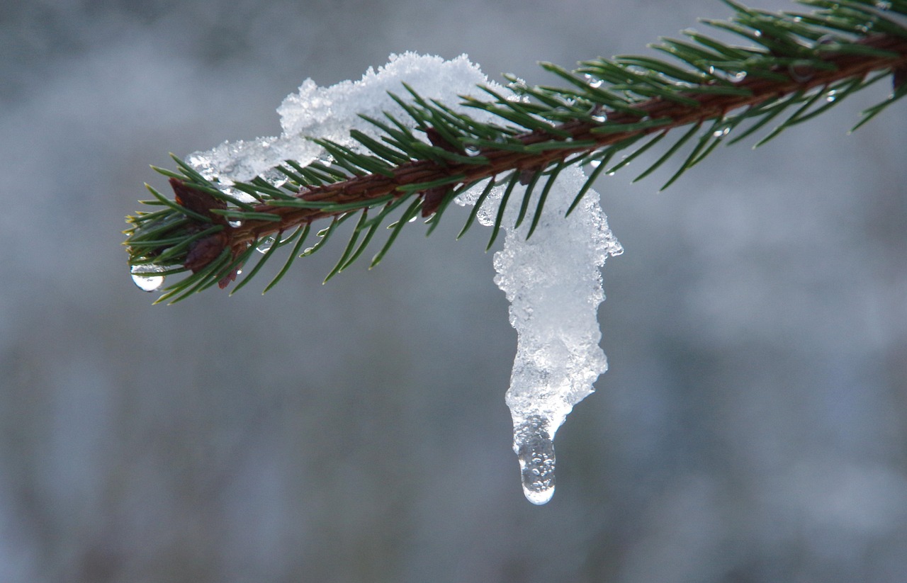 snow melting from branch