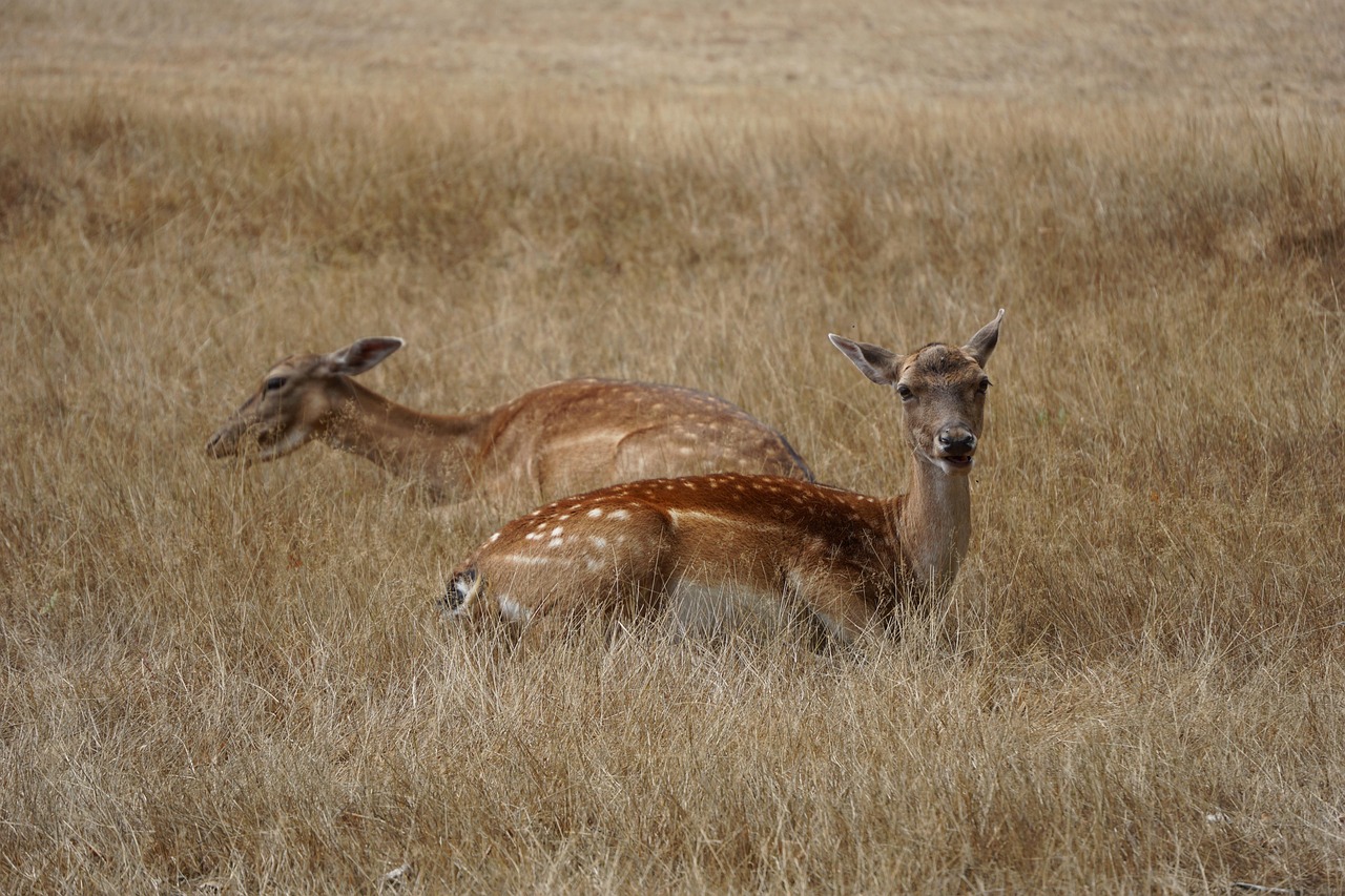 deer-standing-in-field