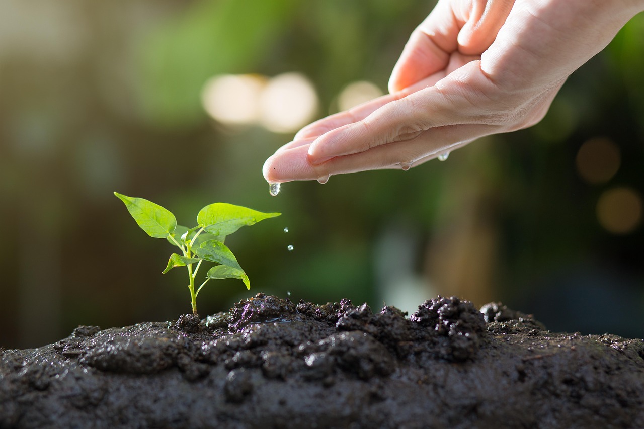 hand watering sprout in ground hand watering sprout in ground