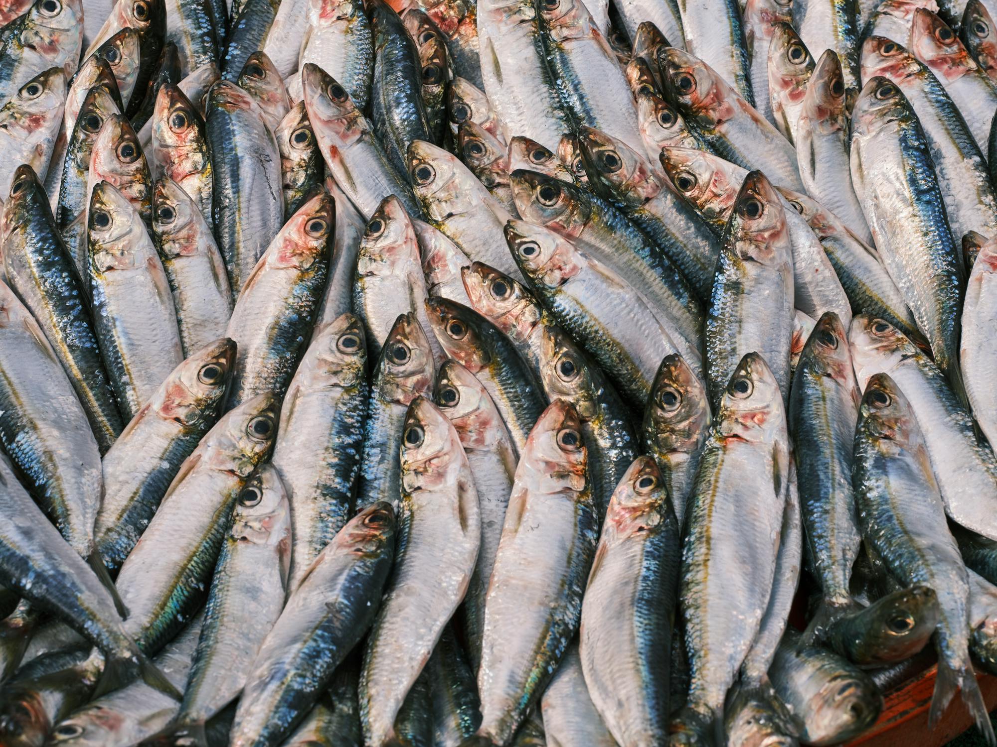 Fresh sardines at market — one of the richest sources of DHA and EPA omega-3 fatty acids that support synaptogenesis and brain plasticity