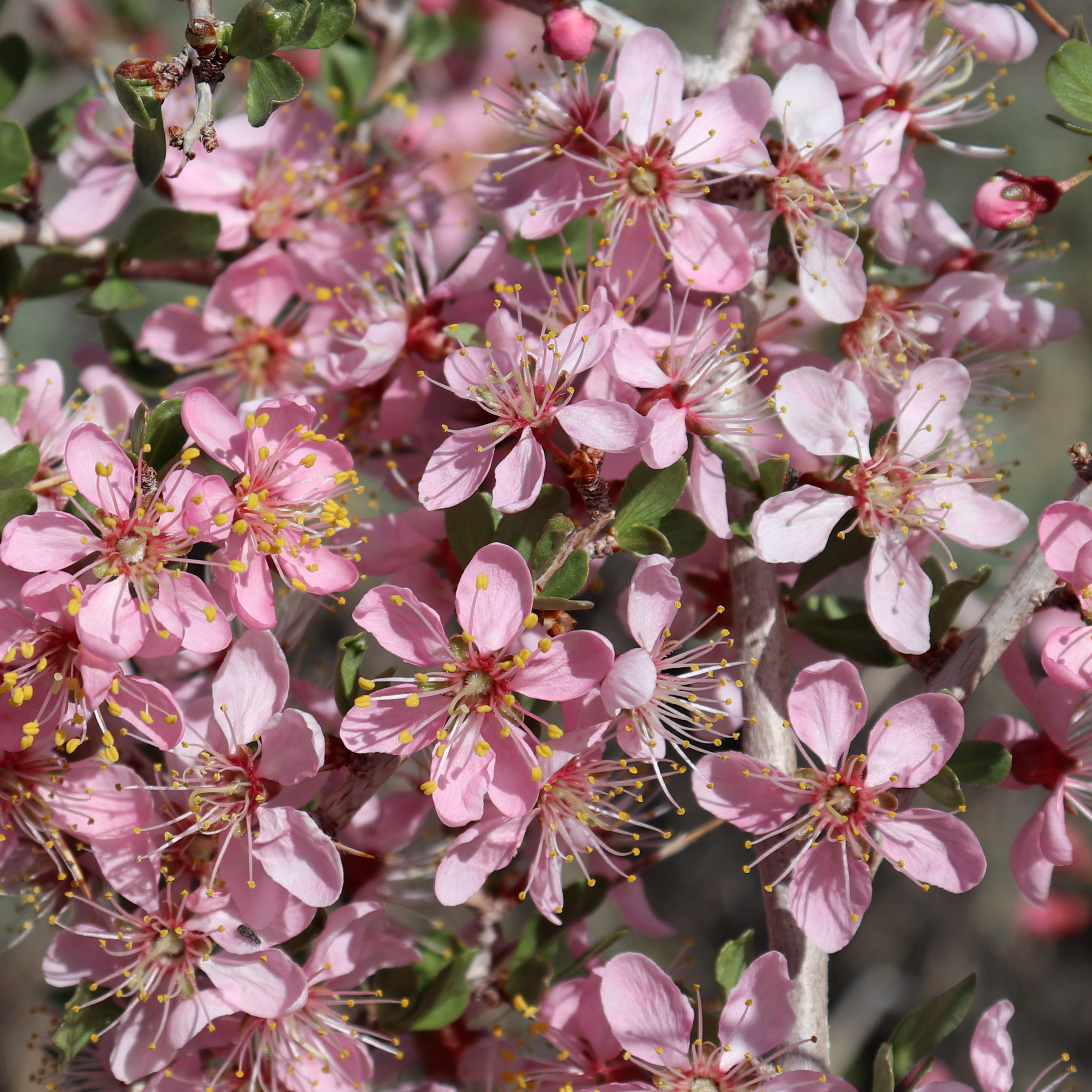 Slow Bloom