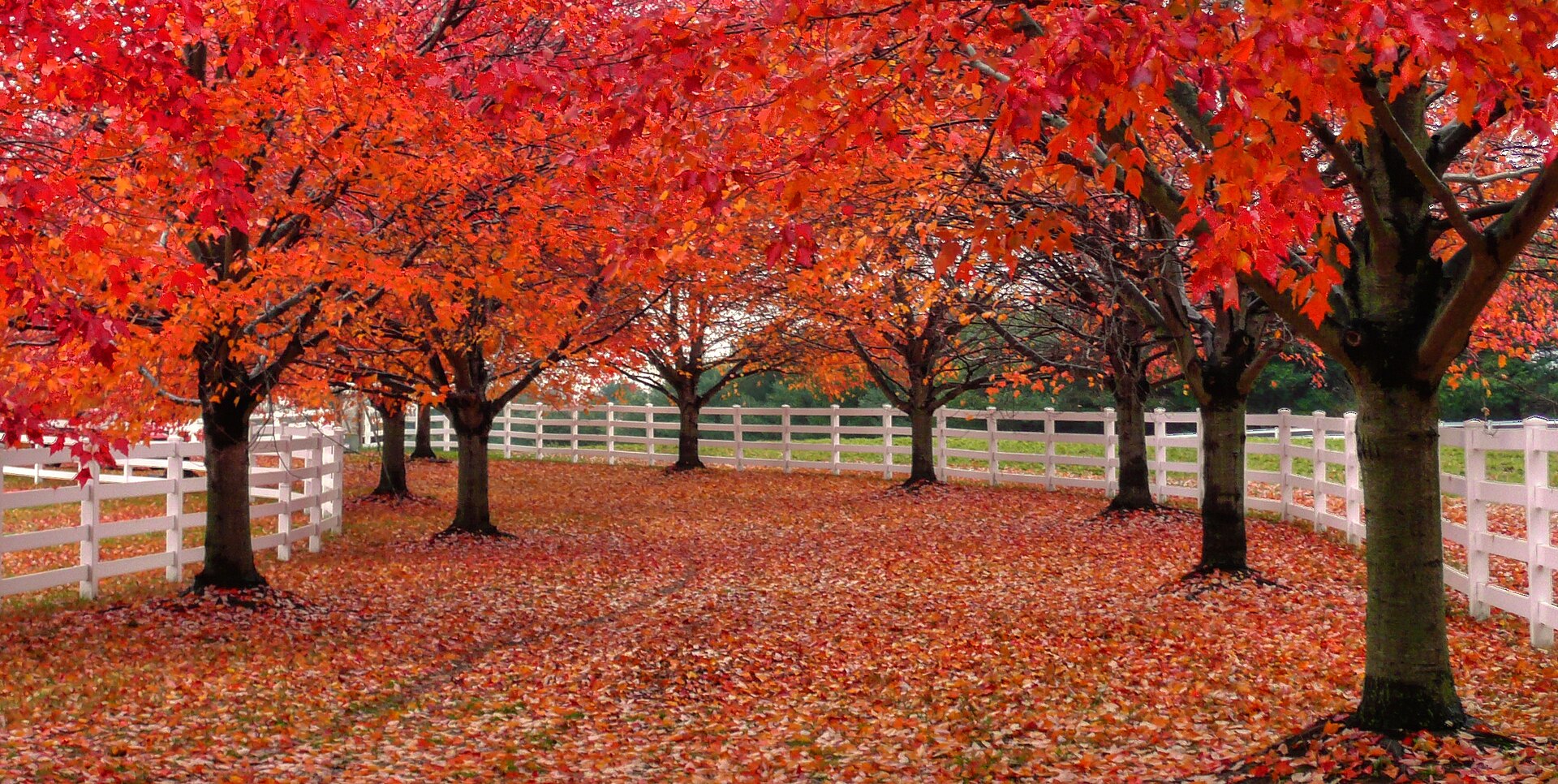 Red trees path near Colts Neck, NJ