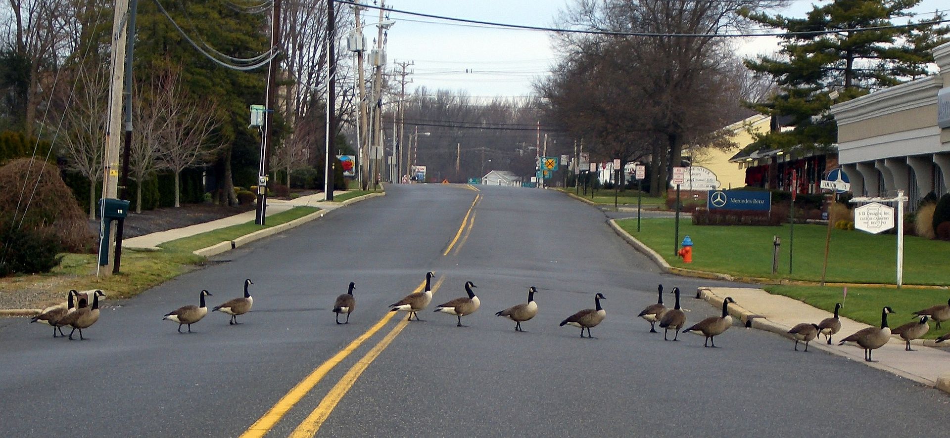 Canada Geese cross street in Little Silver, New Jersey