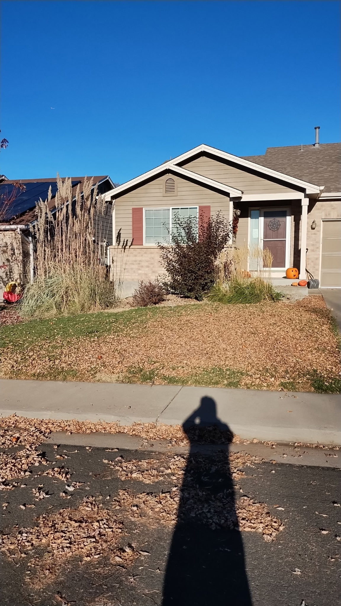 Yard before cleanup