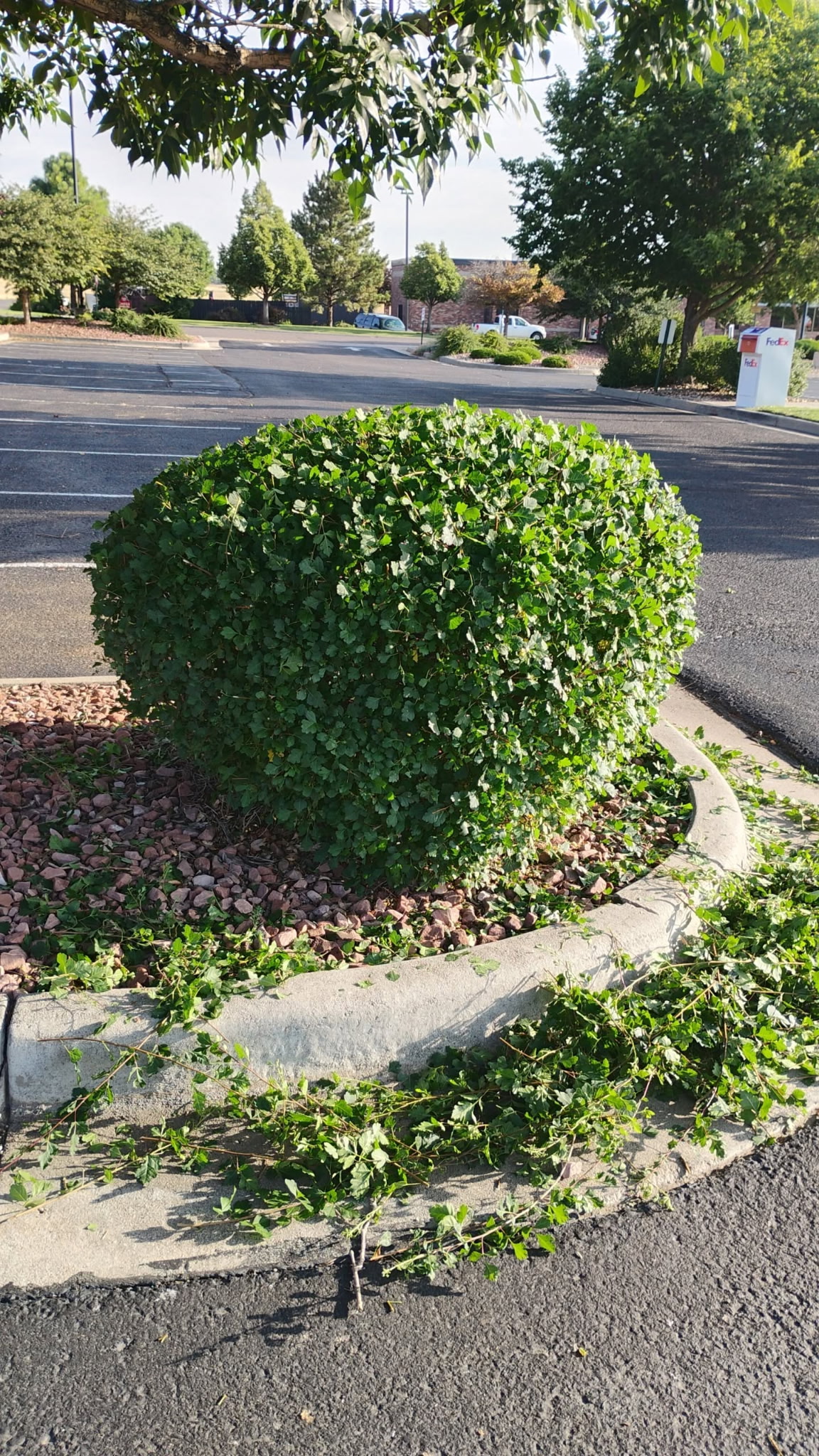 Trimmed hedges