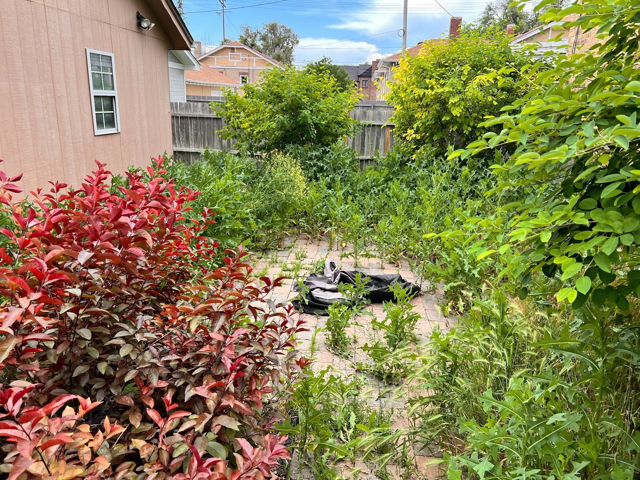 Backyard before renovation