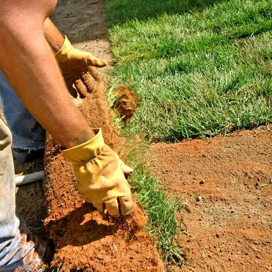 Sod installation
