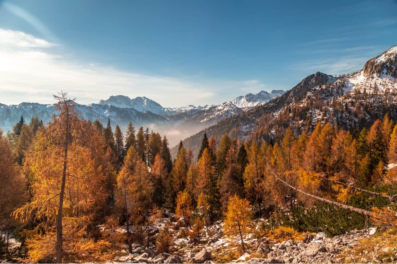 De Val Pesarina in de herfst, met gouden lariksen en de toppen op de achtergrond