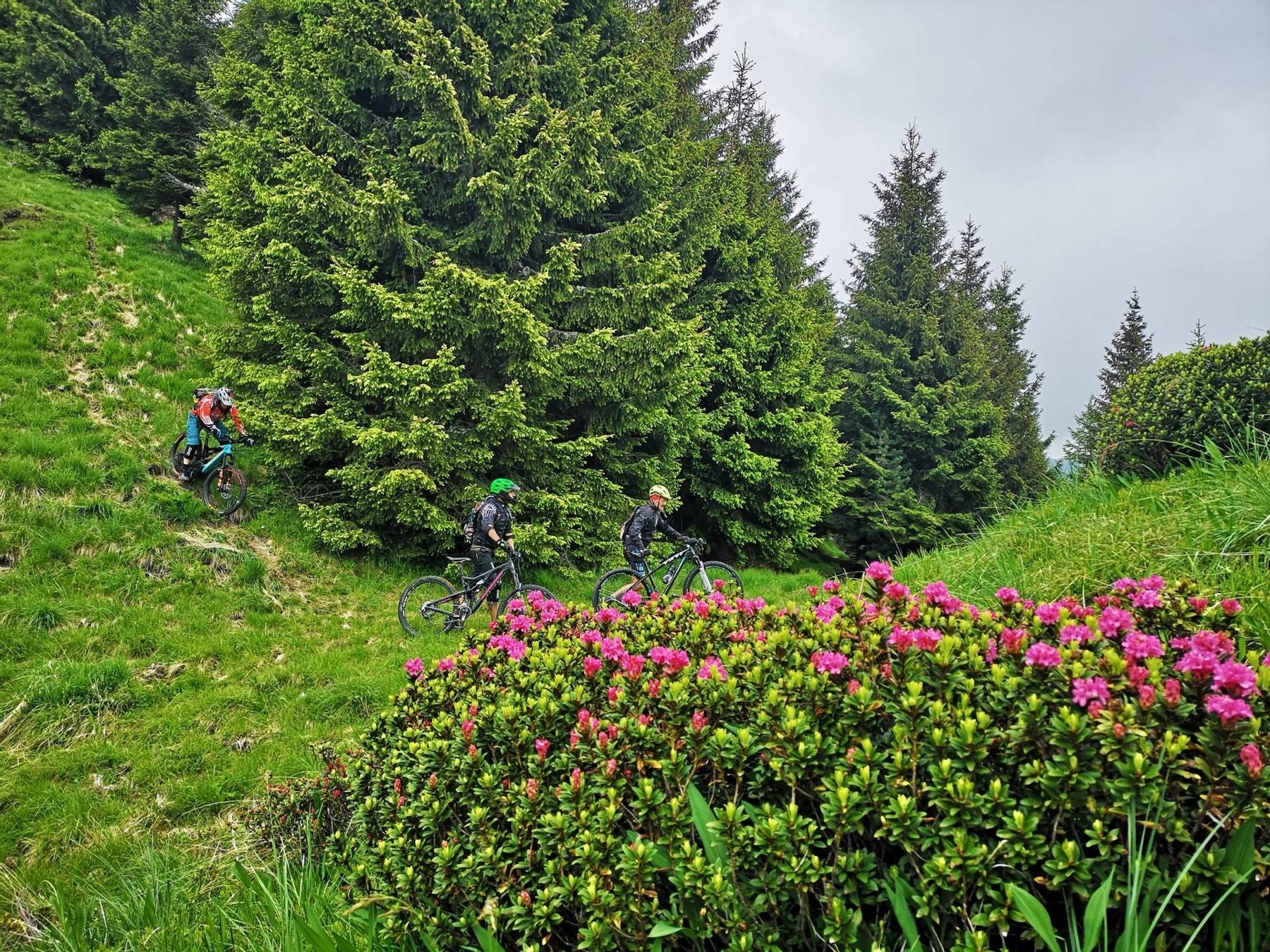 Fietsers op een pad tussen bloeiende rododendrons
