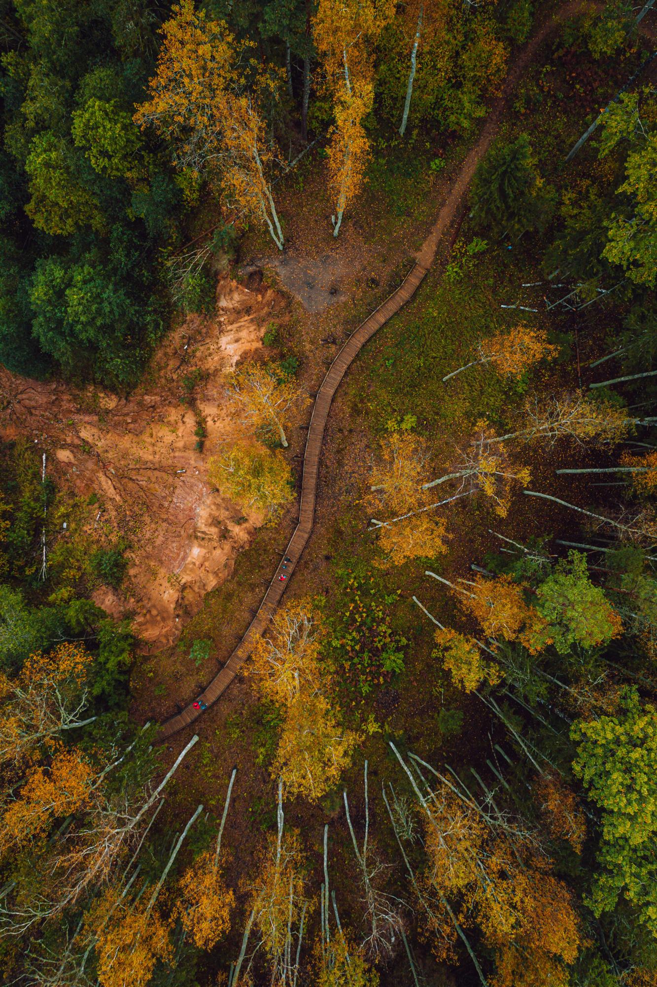 Ein Weg durch den Herbstwald, von oben gesehen