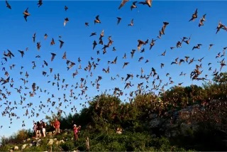 A large colony of bats exiting the cave entrance at the Frio Bat Flight site in Concan, Texas.