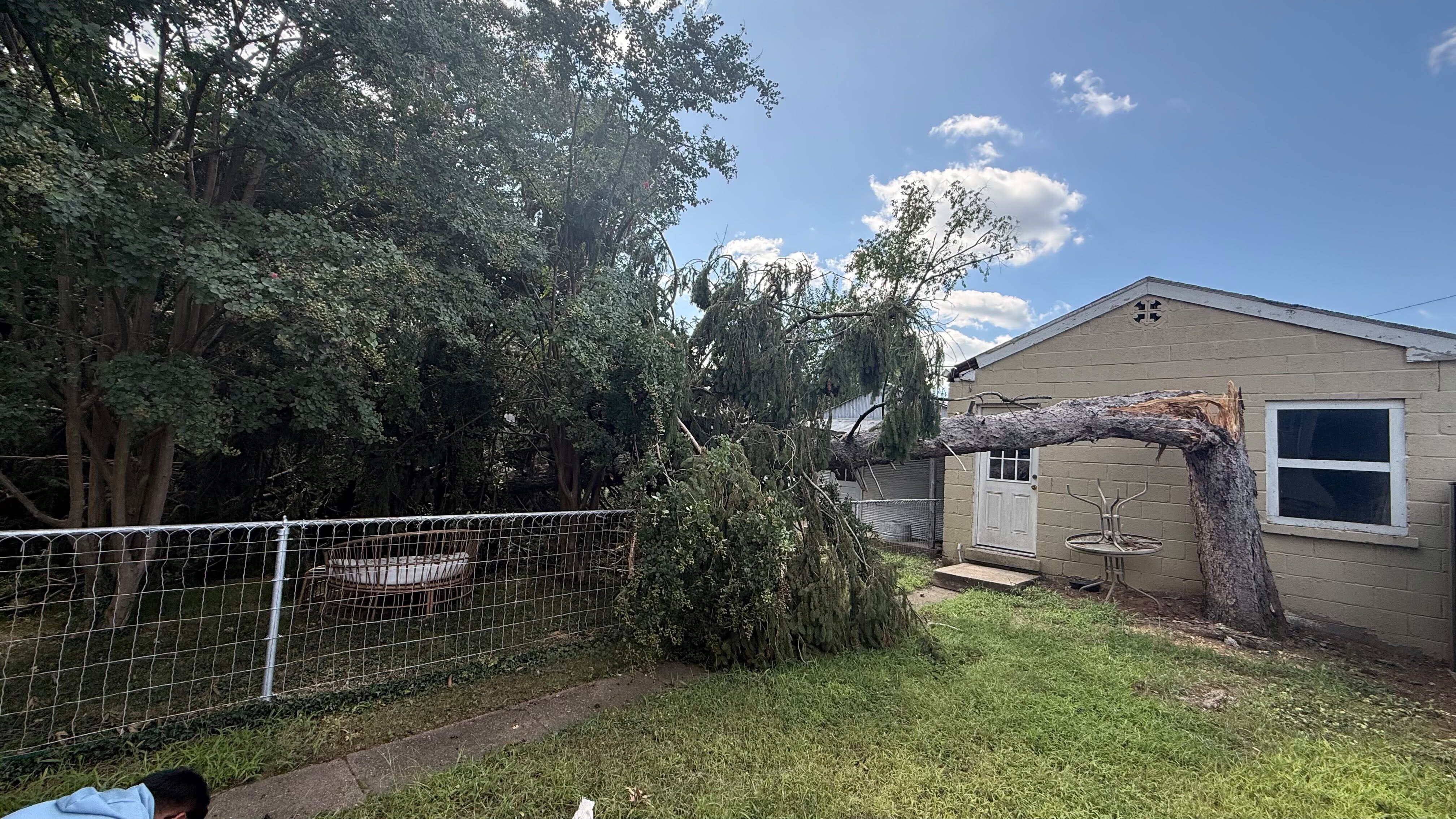 Large Pine Removal
